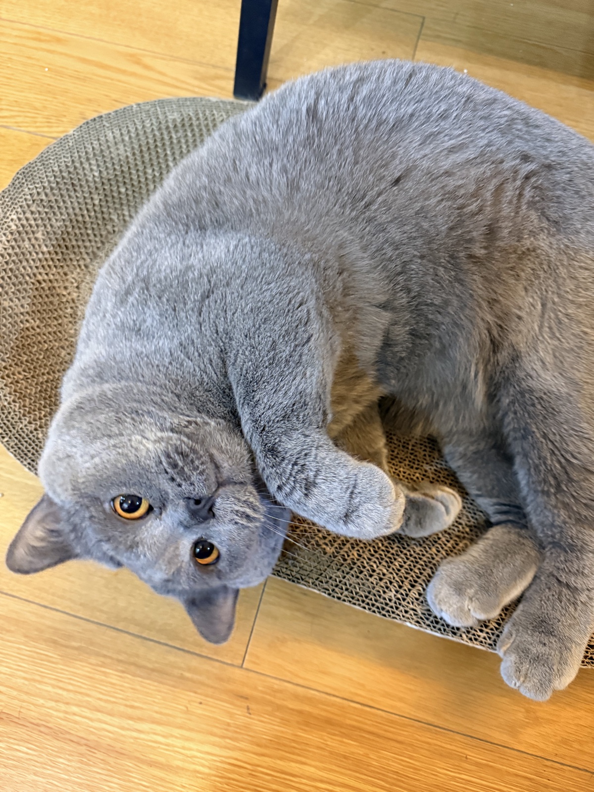 蕃茄酱，一只灰色猫咪